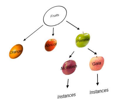 Objets JavaScript représentant des fruits
